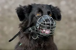 Muzzle: Dog - Mongrel with muzzle