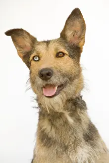 Scruffy: Dog - mongrel, with odd eyes