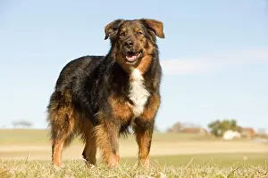 Mongrels: Dog - mongrel outside