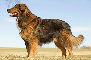 Mongrels: Dog - mongrel outside
