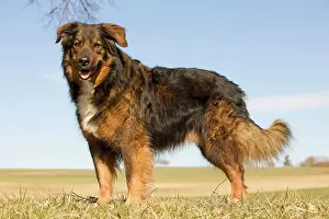 Mongrels: Dog - mongrel outside