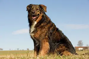 Mongrels: Dog - mongrel outside