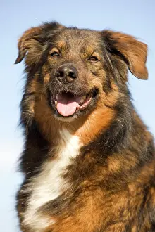 Mongrels: Dog - mongrel outside