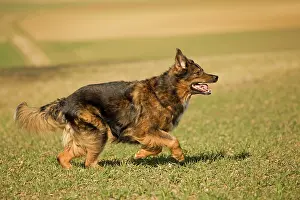 Mongrels: Dog - mongrel outside running