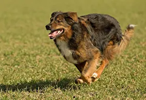 Mongrels: Dog - mongrel outside running