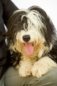 Scruffy: Dog - Mongrel with paws on lap / leg