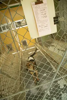 Pens: Dog - mongrel at rescue centre, in cage