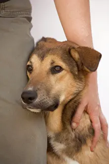 Choosing: Dog - mongrel, with rescue centre worker