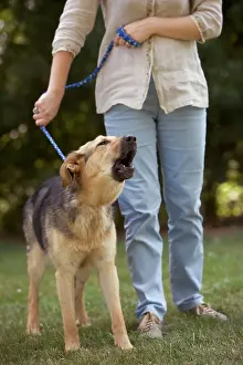Centres: Dog - mongrel with rescue centre worker, barking