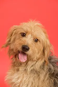 Thoughful: Dog - Mongrel in studio - red background