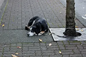 Mongrels: Dog - Mongrel - tied to tree