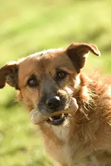 Mongrels: Dog - Mongrel with treat in mouth