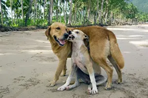Mongrels: Dog - mongrels play, imitating aggression (the