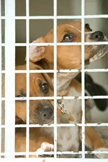 Choosing: Dog - two Mongrels at rescue centre
