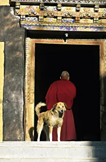 Monks: Dog and Monk Monastery Thiksey Leh India