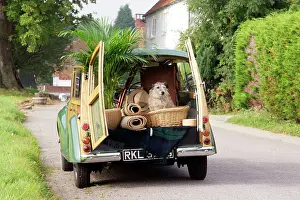 Traveller: Dog - in back of Morris Minor Traveller 1969 during