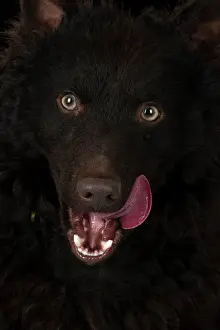 Tongues: DOG, MUDI, PORTRAIT, FACE, EYES, STUDIO, one, alone, single, mudis, bl