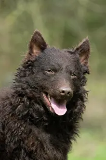 Shoulders: DOG. Mudi, portrait, head shot, out doors
