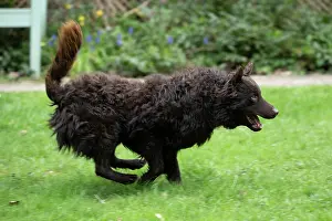 Hungary: DOG. Mudi, running in a garden