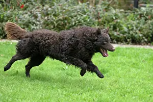 Hungary: DOG. Mudi, running in a garden