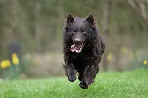 Hungary: DOG. Mudi, running in a garden