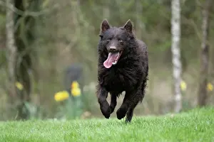 Hungary: DOG. Mudi, running in a garden
