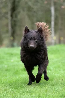 Hungary: DOG. Mudi, running in a garden