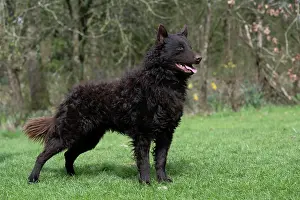 Show: DOG. Mudi, standing, show pose, in a garden