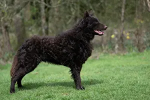 Show: DOG. Mudi, standing, show pose, in a garden