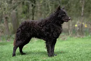 Show: DOG. Mudi, standing, show pose, in a garden