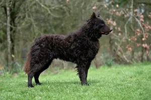 Show: DOG. Mudi, standing, show pose, in a garden