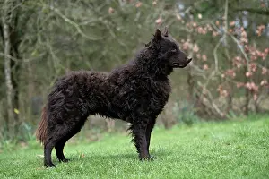 Show: DOG. Mudi, standing, show pose, in a garden