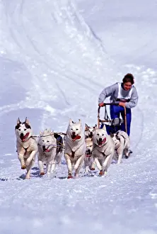 Teams: Dog - Musher with Siberian Husky sled-dog-team in action