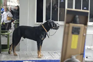 Towns: Dog muzzle Paris Gare de Lyon France