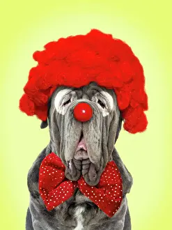 Mastiffs: Dog - Neapolitan Mastiff
