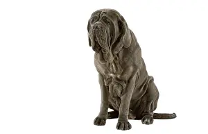 Mastiffs: Dog - Neapolitan Mastiff