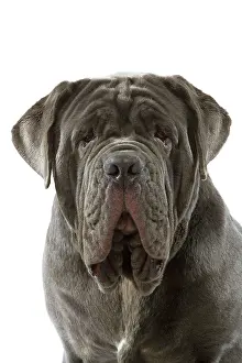 Mastiffs: Dog - Neapolitan Mastiff