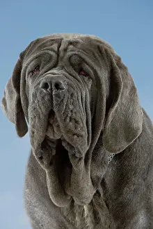 Mastiffs: Dog - Neapolitan Mastiff