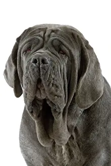 Mastiffs: Dog - Neapolitan Mastiff