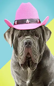 Mastiffs: Dog Neapolitan Mastiff