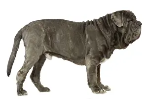 Naples: Dog - Neapolitan Mastiff / Mastino Napoletano /