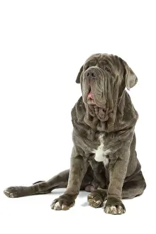Naples: Dog - Neapolitan Mastiff / Mastino Napoletano /