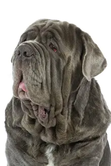 Naples: Dog - Neapolitan Mastiff / Mastino Napoletano /