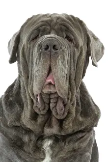Naples: Dog - Neapolitan Mastiff / Mastino Napoletano /
