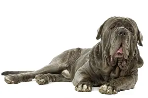 Naples: Dog - Neapolitan Mastiff / Mastino Napoletano /
