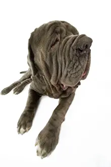 Naples: Dog - Neapolitan Mastiff / Mastino Napoletano /