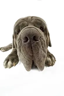 Naples: Dog - Neapolitan Mastiff / Mastino Napoletano /