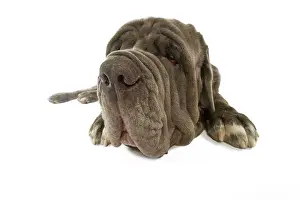 Naples: Dog - Neapolitan Mastiff / Mastino Napoletano /