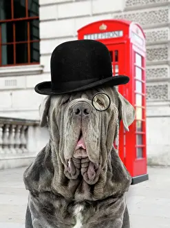 Mastiffs: Dog - Neapolitan Mastiff / Mastino Napoletano /