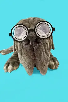 Mastiffs: Dog - Neapolitan Mastiff / Mastino Napoletano /